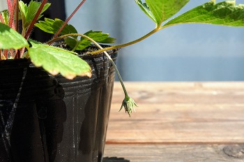 f:id:haruirosoleil:20210807181534j:plain