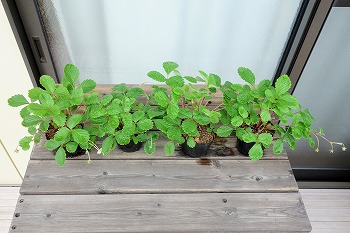 f:id:haruirosoleil:20210813123947j:plain