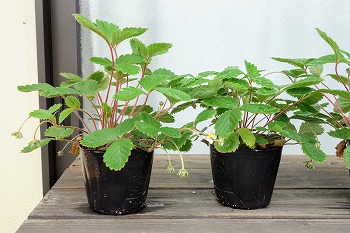 f:id:haruirosoleil:20210813123951j:plain