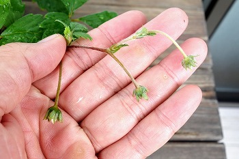 f:id:haruirosoleil:20210813124019j:plain