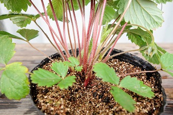 f:id:haruirosoleil:20210813124022j:plain