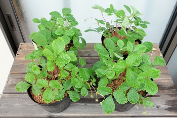 f:id:haruirosoleil:20210813124029j:plain