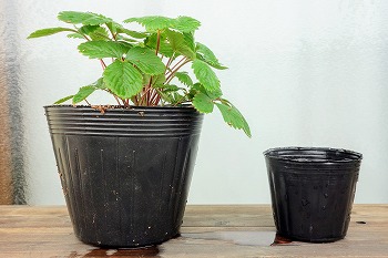 f:id:haruirosoleil:20210813124032j:plain