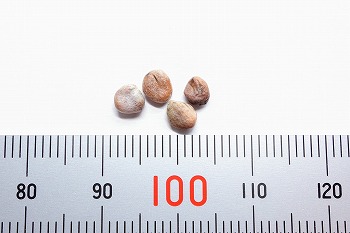 f:id:haruirosoleil:20210813124754j:plain