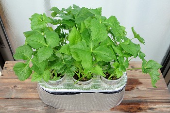 f:id:haruirosoleil:20210813193248j:plain