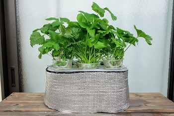 f:id:haruirosoleil:20210813193250j:plain