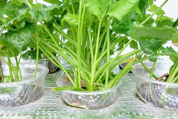 f:id:haruirosoleil:20210813193253j:plain