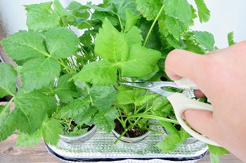 f:id:haruirosoleil:20210813193256j:plain