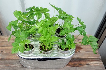 f:id:haruirosoleil:20210813201029j:plain