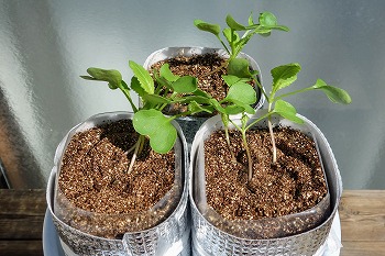 f:id:haruirosoleil:20210822073832j:plain