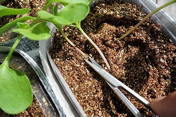 f:id:haruirosoleil:20210822073901j:plain