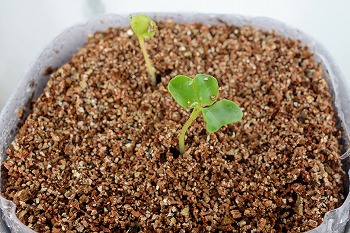 f:id:haruirosoleil:20210822074459j:plain