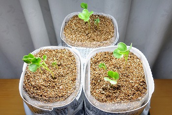 f:id:haruirosoleil:20210822074511j:plain