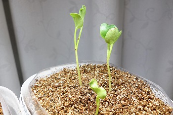 f:id:haruirosoleil:20210822074515j:plain