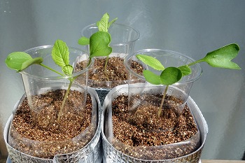 f:id:haruirosoleil:20210822074646j:plain