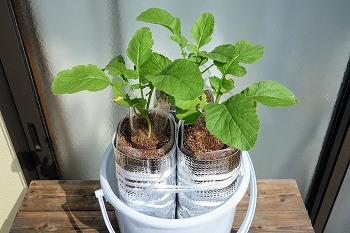 f:id:haruirosoleil:20210829203810j:plain