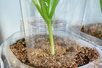 f:id:haruirosoleil:20210829203820j:plain