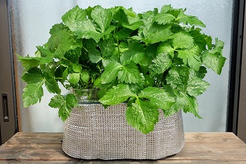 f:id:haruirosoleil:20210829204652j:plain