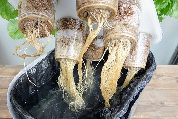 f:id:haruirosoleil:20210829204657j:plain