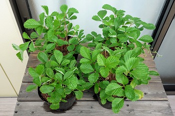 f:id:haruirosoleil:20210829204706j:plain