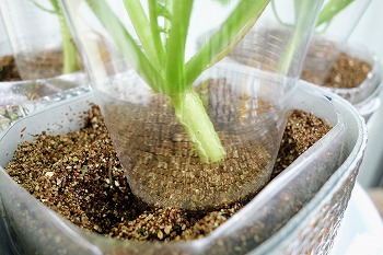 f:id:haruirosoleil:20210911181814j:plain