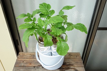 f:id:haruirosoleil:20210911181930j:plain