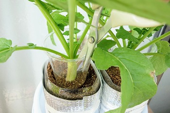 f:id:haruirosoleil:20210911181932j:plain