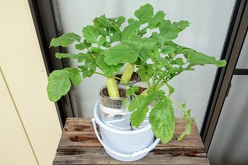 f:id:haruirosoleil:20210926143039j:plain