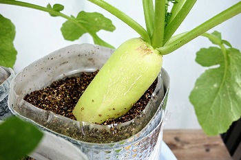 f:id:haruirosoleil:20210926143054j:plain