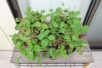 f:id:haruirosoleil:20210926155711j:plain