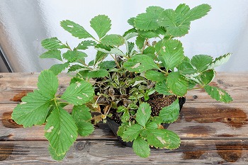 f:id:haruirosoleil:20210926155714j:plain