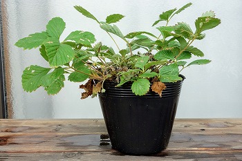 f:id:haruirosoleil:20210926155716j:plain