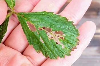 f:id:haruirosoleil:20210926155719j:plain