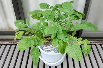 f:id:haruirosoleil:20211014051815j:plain