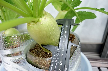 f:id:haruirosoleil:20211014051822j:plain