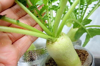 f:id:haruirosoleil:20211014051824j:plain