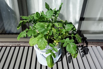 f:id:haruirosoleil:20211028211438j:plain