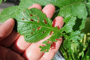 f:id:haruirosoleil:20211028211443j:plain