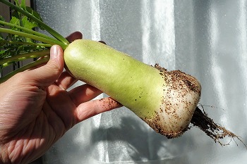 f:id:haruirosoleil:20211028211458j:plain