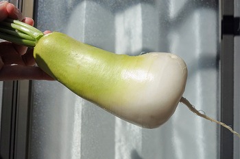 f:id:haruirosoleil:20211028211500j:plain