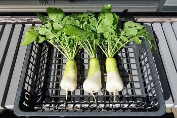 f:id:haruirosoleil:20211028211509j:plain