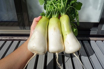 f:id:haruirosoleil:20211028211512j:plain