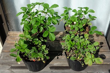 f:id:haruirosoleil:20211211175114j:plain