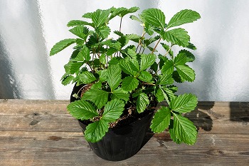 f:id:haruirosoleil:20211211175118j:plain