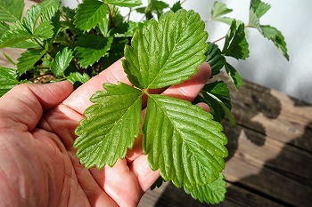 f:id:haruirosoleil:20211211175123j:plain