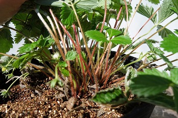 f:id:haruirosoleil:20211211175126j:plain