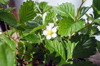 f:id:haruirosoleil:20211211175129j:plain