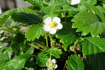 f:id:haruirosoleil:20211211175138j:plain