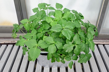 f:id:haruirosoleil:20211213051814j:plain