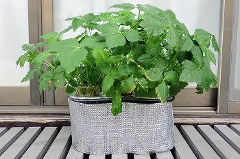 f:id:haruirosoleil:20211213051818j:plain